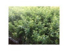 云南櫻花苗|林木種子|綠化苗木|供應信息|597苗木網