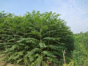 苗木花卉種子那有_志趣網