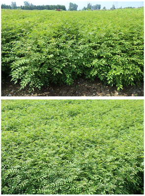 鳳岐苗木 基地直銷花椒苗 新品種無刺花椒苗 七葉青花椒苗 大紅袍花椒苗 花椒種子 歡迎選購