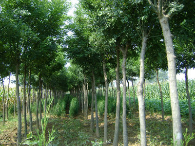 【長期供應皂角樹,各類綠化苗木、果樹苗木、種子。】價格,廠家,圖片,花卉種子種苗,絳縣古絳鎮新野苗圃種苗站-