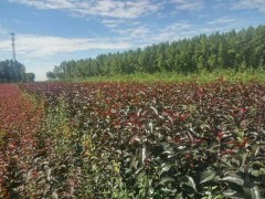 東北苗木種子基地彩葉樹基地新疆綠化喬灌木內蒙小區綠化苗木
