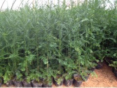 沙藏紅豆杉陳種/優質紅豆杉種子出售/紅豆杉種子價格|林木種子|綠化苗木|供應信息|597苗木網