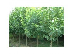 樂昌含笑苗木、種子~批發|林木種子|綠化苗木|供應信息|597苗木網