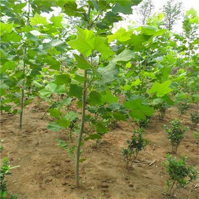 果樹苗圖片,綠化工程苗木圖片,苗木種子圖片-中科商務網-山西米氏綠化苗木
