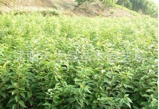 【批發高檔觀賞草坪種子 馬蹄金草籽 50元/斤 進口草坪種子】價格,廠家,圖片,花卉種子種苗,沭陽天之綠苗木園藝場-