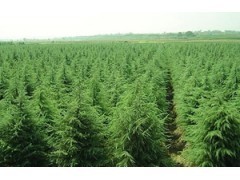 供應:雪松 廣玉蘭 香樟 紅葉石楠 高干女真等幾十種綠化苗木|林木種子|綠化苗木|供應信息|597苗木網