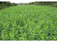 供應連翹樹苗價格_河北綠源|林木種子|綠化苗木|供應信息|597苗木網