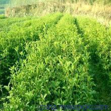 供應紅豆杉種子 桂花種 羅漢松種 竹柏種子 樹桂花和苗木圖片,供應紅豆杉種子 桂花種 羅漢松種 竹柏種子 樹桂花和苗木圖片大全,北流市富饒農產品苗木銷售部-