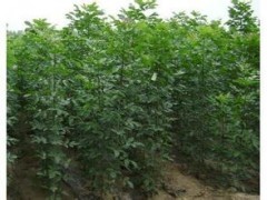 供應速生白蠟 2米白蠟苗 1公分白蠟|林木種子|綠化苗木|供應信息|597苗木網