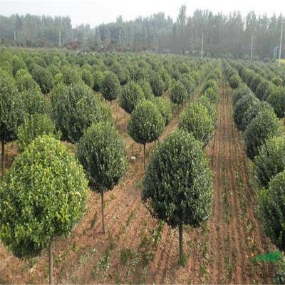 綠化播種育苗絲綿木種子園林觀葉喬木秋季觀賞效果好