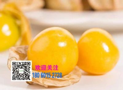 姑娘果 鄭州姑娘果 黃菇果苗 種子 苗木性價比* 山瓜瓜-首商網