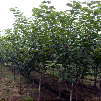 日本櫻花_特價供應花卉苗木種子 日本櫻花樹苗種子 日本晚櫻花種子 