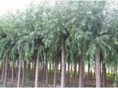 1公分香花槐-2公分垂柳-3公分火炬-4公分金葉榆|林木種子|綠化苗木|供應信息|597苗木網