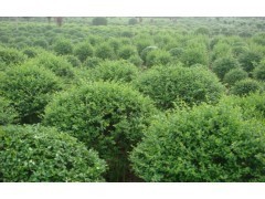 小葉水蠟|林木種子|綠化苗木|供應信息|597苗木網