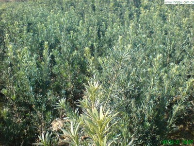 江西濕地松-江西濕地松/江西紅葉石楠-江西省奉新縣會埠鎮(zhèn)張家苗圃場|江西濕地松 (江西濕地松,江西濕地松基地,江西苗木基地,江西苗木,江西種子基地,江西種子) 公司產(chǎn)品(生意通網(wǎng)站,商業(yè)搜索,網(wǎng)絡(luò)推廣)|金泉網(wǎng)商務(wù)網(wǎng)站