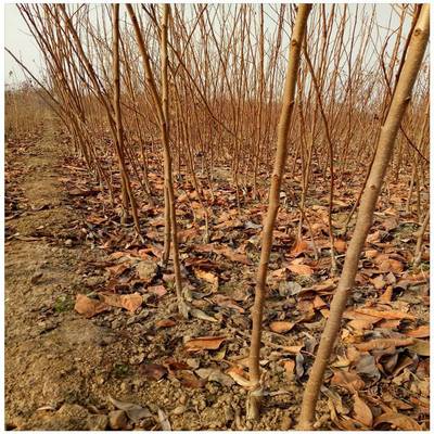 批發(fā)大秋甜柿樹苗 柿子樹苗 多少錢一棵 陽豐甜柿