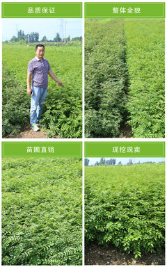 鳳岐苗木 基地直銷花椒苗 新品種無刺花椒苗 七葉青花椒苗 大紅袍花椒苗 花椒種子 歡迎選購