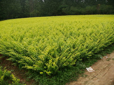 金蘭菊種子-沭陽縣錦源園林綠化苗木場苗木產(chǎn)品