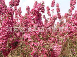 河?xùn)|區(qū)旭豐苗木繁育場 花卉種子 種苗產(chǎn)品列表