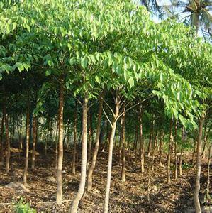 【薄荷種子價格及種植管理】價格,廠家,其它綠化苗木-搜了網(wǎng)