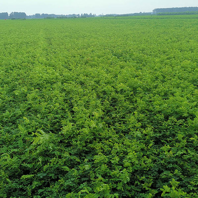 求購紫穗槐種子值得信賴 建民綠化苗木基地