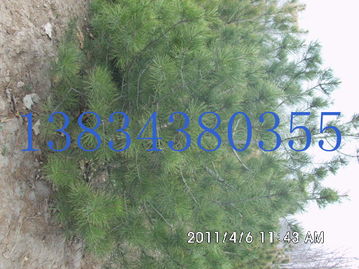 雙軍苗木合作社