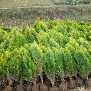 灌木-【杰城園林】供應各種苗木 種苗 種子 基地直銷 優質 灑金柏-灌木盡在阿里.