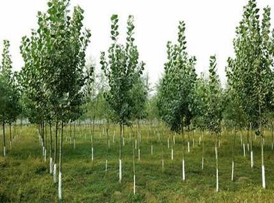 林木苗木種子催芽的幾種方法