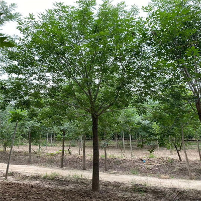 開原市靠山鎮森源苗木種子經銷處