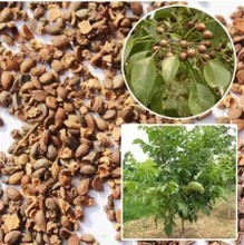 【杜梨種子】最新最全杜梨種子 產品參考信息