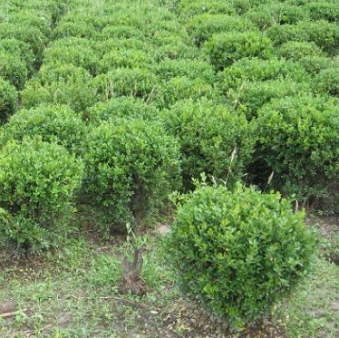 黃楊球、黑松、海桐種子、女貞、紅葉小檗、狗桔、枸橘等苗木圖片