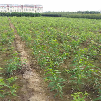 源東白大規格桃樹苗物美價廉河南省
