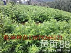 【廣西哪里有杉木小苗&mdash;&mdash;想要無病蟲害的杉木小苗就來乾坤苗圃場】-