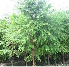 【名貴苗木種子】最新最全名貴苗木種子 產品參考信息