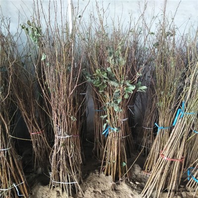 3、4公分杏樹苗 5公分杏樹多少錢|果樹小苗|綠化苗木|供應信息|597苗木網