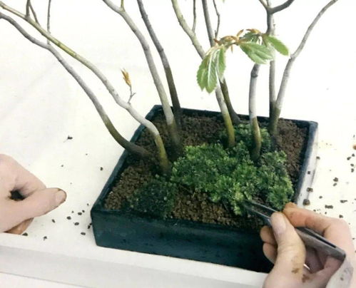 先用種子培育樹苗,再選出9株植株,最后制作成為叢林型盆景