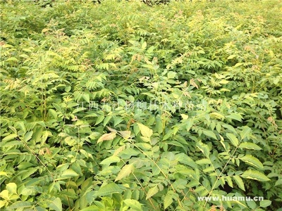 【欒樹 江西最大欒樹種植基地供應|銷售林木種子及苗木江西九江楊柳林木種苗站商鋪