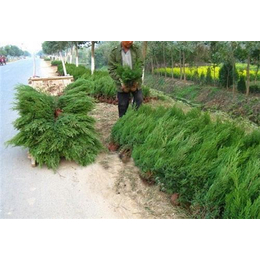 南京檜柏樹苗,檜柏樹苗種植基地,弘源苗木_水果種子種苗_第一槍