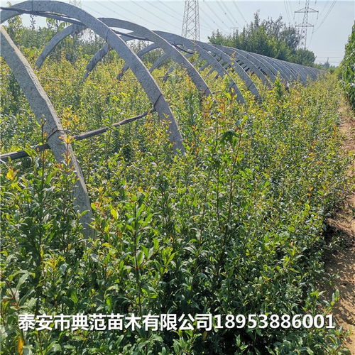 中農紅軟籽石榴樹苗多少錢一棵 中農紅軟籽石榴樹苗品種介紹