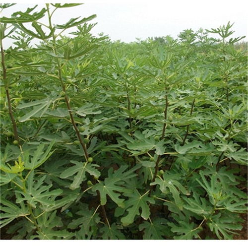 泰安布倫瑞克無花果苗報價