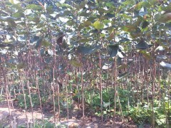 北美海棠芽苗、成品苗、根結苗、甜茶果、甜茶種子櫻桃種子|喬灌木|綠化苗木|供應信息|597苗木網