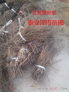 桂林適合種植什么葡萄苗 梨樹苗 果樹苗 澤雨