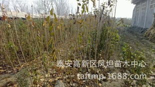 大量供應青島苗木多種品種大櫻桃苗大櫻桃樹成活率高