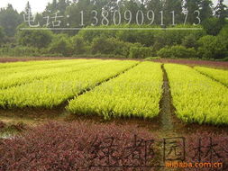 沭陽縣顏集鎮堰下村綠都苗木場