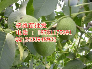 核桃苗達州9818核桃苗品種 價格 1.5元