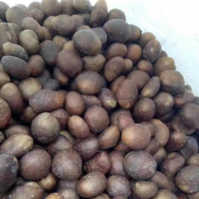 枇杷苗掛果率高 枇杷種子苗木基地 現貨供應 先淼