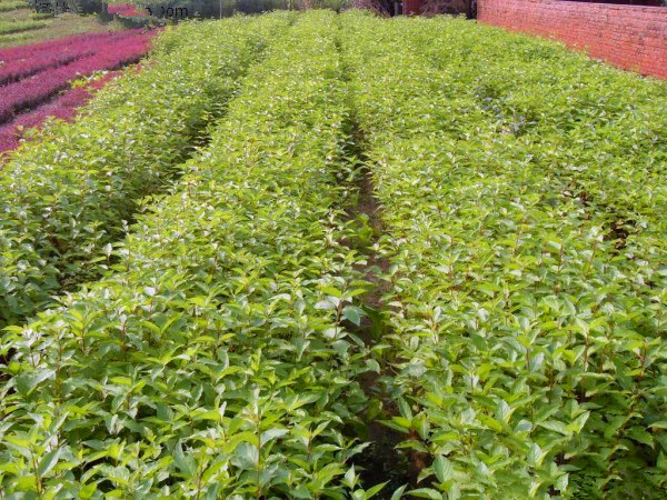 批發(fā)批發(fā)紅瑞木種子紅桿木種子綠化行道林木苗木樹種子彩色灌木