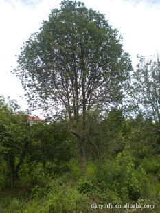 大量供應(yīng)綠化苗木 桂花 多種規(guī)格 浙江安吉 圖