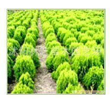 【【值得購買】紅葉小波 紅葉小檗種子,焉尾種子,灑金柏種子等】價格,廠家,圖片,花卉種子種苗,沭陽金順苗木場-