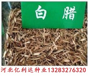 河北億利達苗木種子